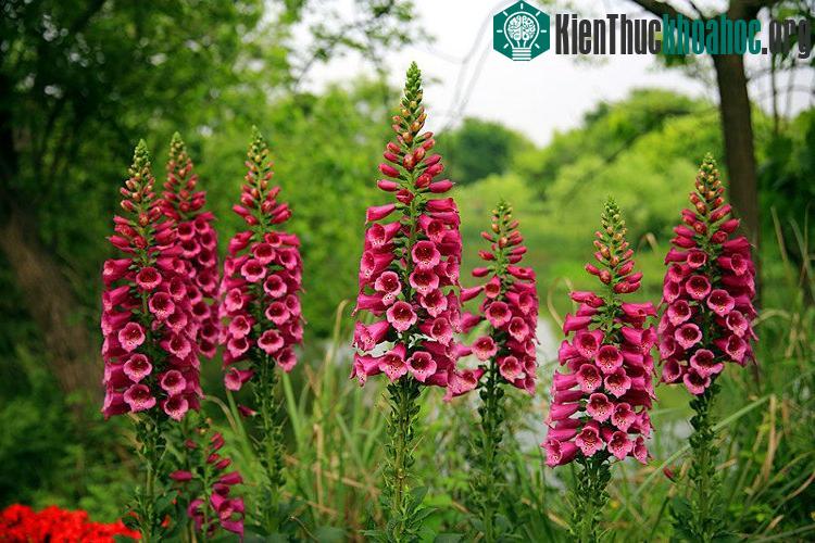 Vào mùa đông, cây Foxglove phát triển lớn, có lông, vẫn xanh.
