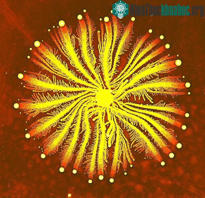 Vi khuẩn Paenibacillus có khả năng kháng lại nhiều kháng sinh khác nhau. (Ảnh: Wikiwand).