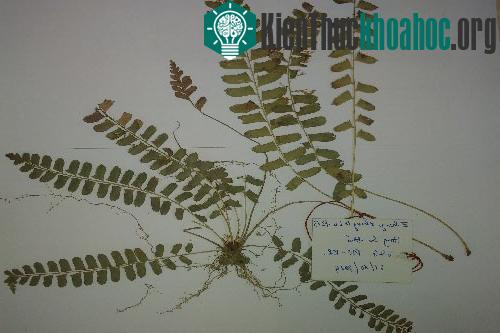 Mẫu dương xỉ Quảng Bình. (Ảnh: VQG Phong Nha).
