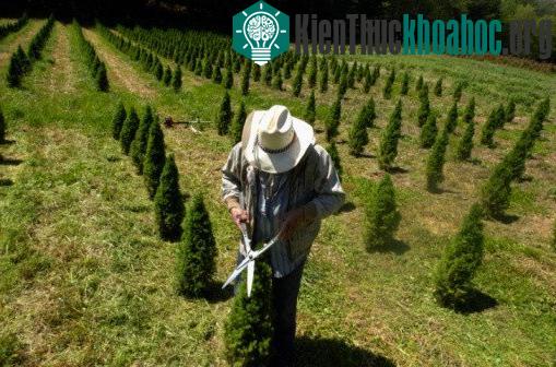 Tuy nhiên, việc chăm sóc để có một cây thông khỏe đẹp không hề đơn giản.