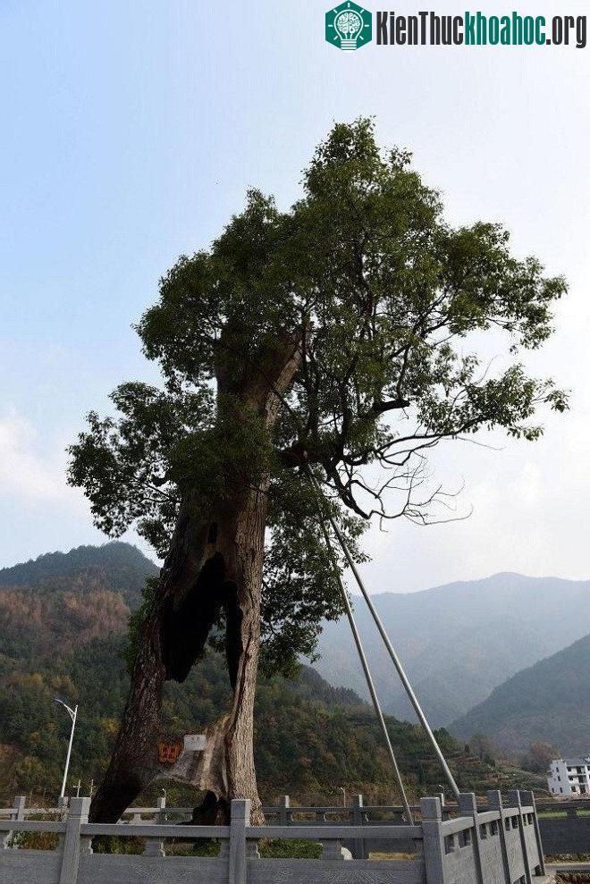 Nó có đường kính khoảng ba mét, cao hơn 10 mét với những tán cây xanh tốt.