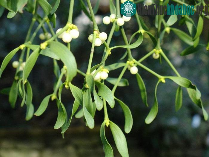 Tầm gửi có tốc độ phát tán rất nhanh.
