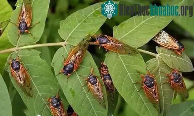 Hiện tượng ve sầu đổ bộ chỉ kéo dài trong khoảng vài tuần đến một tháng, trước khi quá trình giao phối của loài động vật này hoàn tất.