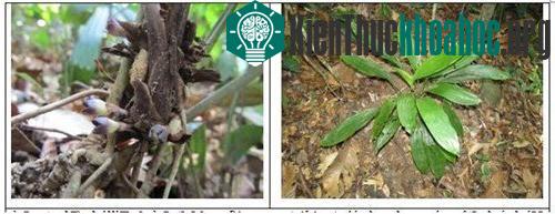 Cây và hoa loài Tỏi rừng hoa nhỏ, Aspidistra parviflora N.S. Lý &amp;Tillich.