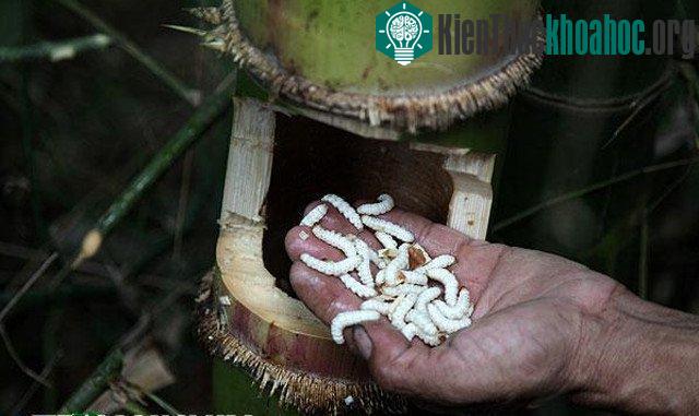 Những con sâu tre bép múp
