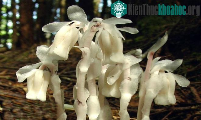 Lan thạch anh hay còn gọi là "cỏ âm hồn" có tên khoa học là Monotropa uniflora, loài thực vật có hoa trong họ Thạch nam.