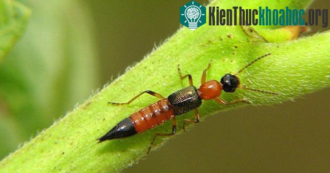 Kiến ba khoang chẳng thích thú gì việc vào nhà, vào trường học hay bệnh viện.