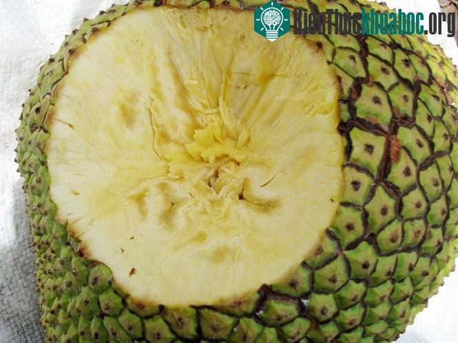 Những loại trái cây không hạt thu lời "khủng" của dân Việt ảnh 1