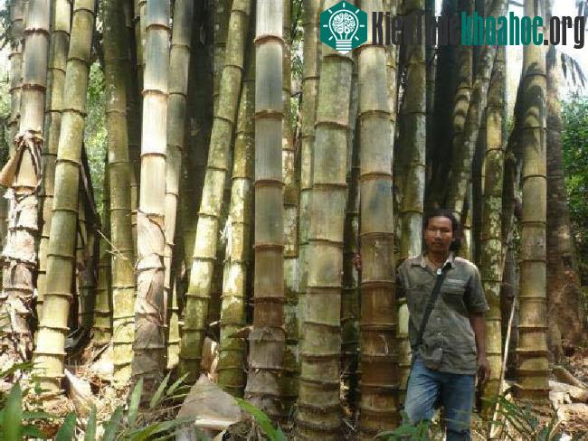 Anh Naga Sen bên cạnh khóm tre khổng lồ của mình.
