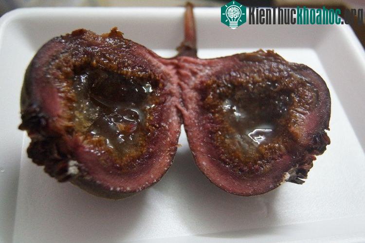 Bên trong quả ngõa mật.