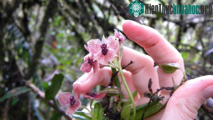 Loài lan mới phát hiện có số lượng vô cùng ít ỏi. (Ảnh: Marta Kolanowska).