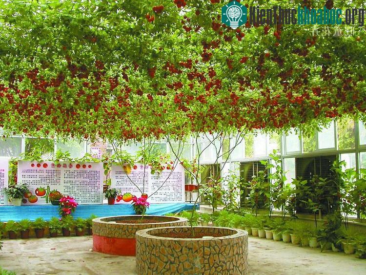 Từ một thân cây duy nhất, phần ngọn cây leo lên giàn treo và có thể rộng đến 40 - 50 mét vuông.