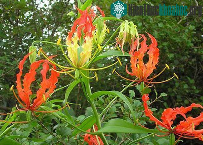 Tại Việt Nam, Ngót nghẻo sống nhiều ở miền Trung, Tây Nguyên, thường mọc hoang dã ở rừng ngập mặn ven biển và các bìa rừng núi cao.
