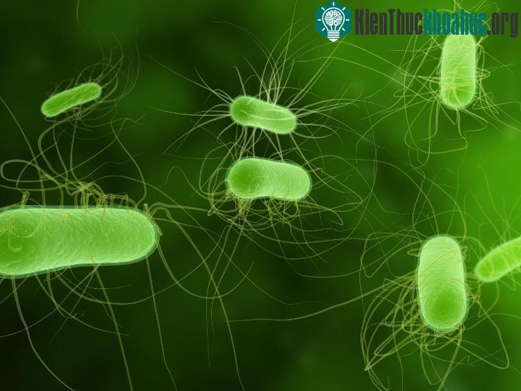 Mỗi loại gene này mang một có khả năng di chuyển giữa các loại vi khuẩn khác nhau.