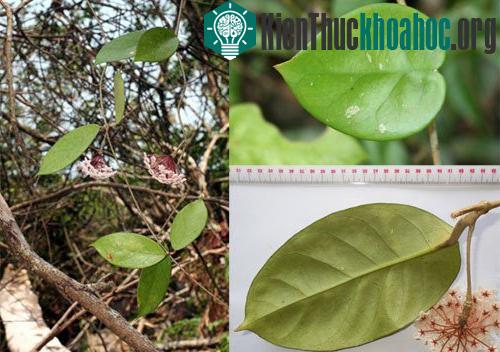 Lá của cầm cù bon hình tim, gân phụ lá xiên chéo 60 độ so với gân chính (hình trên bên trái), lá của cẩm cù nấm (bên dưới) và loài cẩm cù hoya carnosa (hình dọc bên phải). (Ảnh: Phạm Văn Thế - Lê T...