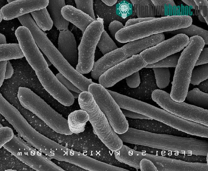 Khuẩn E.Coli biến đổi còn sở hữu một mạch di truyền cho phép nó xác định được "dân số" của các loại vi khuẩn khác ở xung quanh.