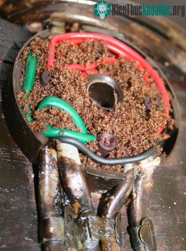 Khác với đồng loại của mình, chúng thường thích sống ở các khu vực có ổ cắm hoặc dây cáp điện.