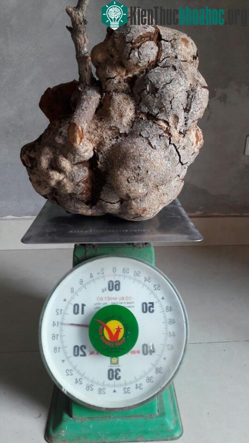 Củ nấm nặng khoảng 14kg sau khi chặt bớt nhánh cây.