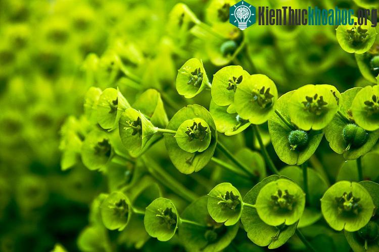 Thực vật không thể chạy trốn khỏi những tình huống nguy hiểm.