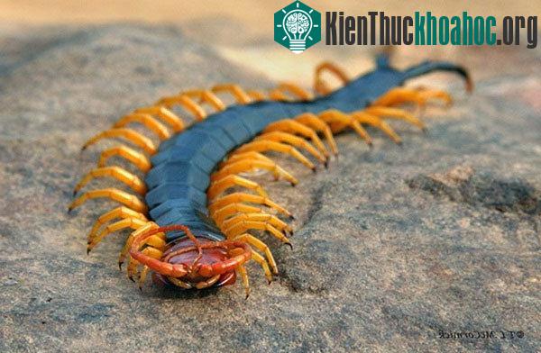 Rết là loài động vật chân đốt