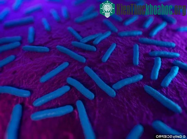 Vi khuẩn E. coli trước đây cũng có thể mang gene kháng thuốc mcr-1.