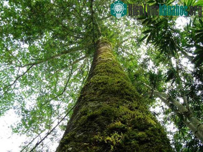 Cây Antiaris toxicaria có rất nhiều tên gọi địa phương khác nhau. Ở đảo Java của Indonesia, cây độc này được gọi là cây Xuy, ở đảo Hải Nam của Trung Quốc Antiaris toxicaria được gọi là "Cây mũ...