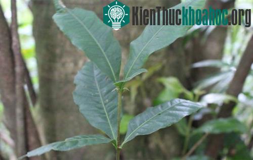 Lá cây Sồi ba cạnh. (Ảnh: Hoàng Thanh Sơn).
