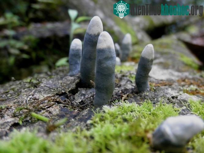 Loại nấm hoại sinh thường được tìm thấy ở những cây gỗ mục nát trong rừng.