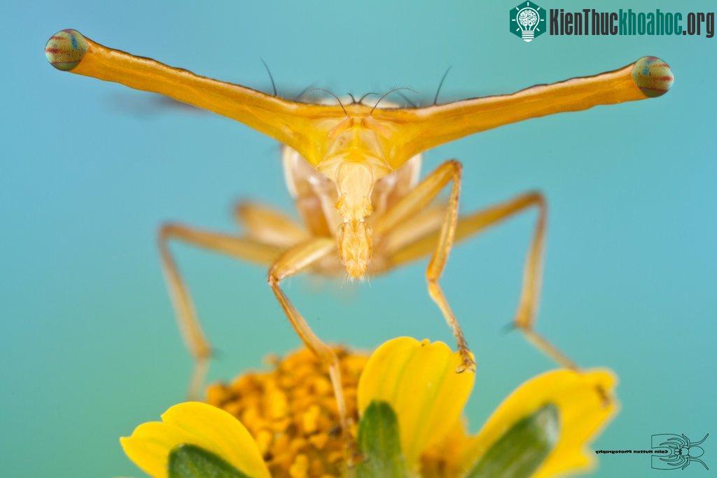 Ruồi có cuống mắt