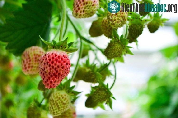 Dâu tây vị dứa phát hiện lần đầu tiên ở Nam Phi.