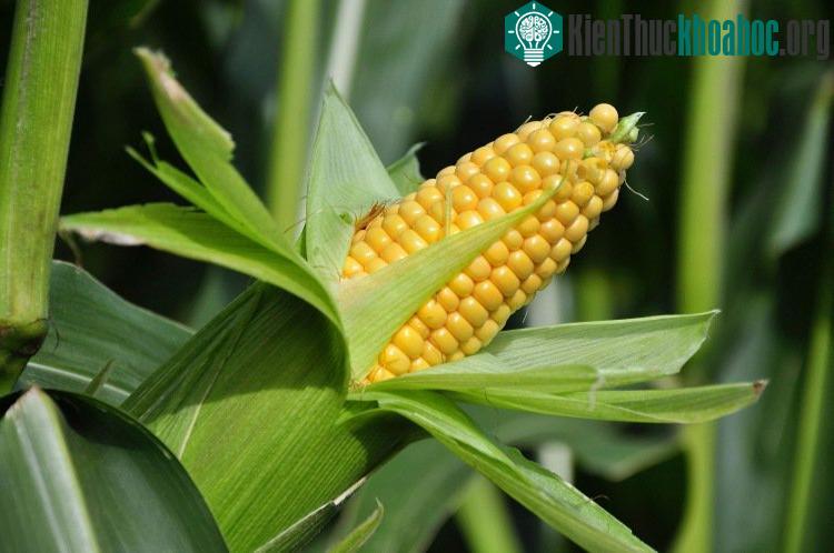 Hiện tại đã có 3 giống ngô biến đổi gen được cấp phép tại Việt Nam.