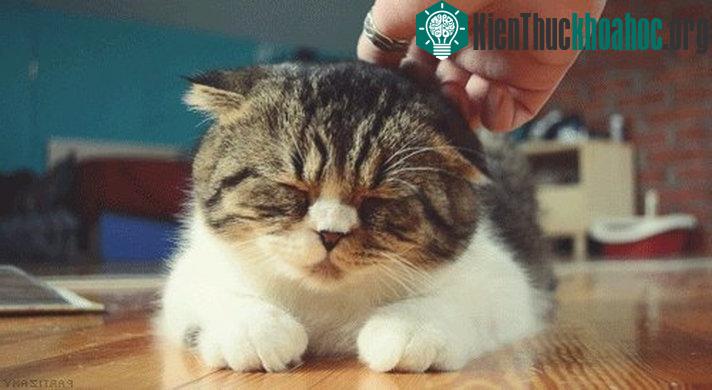 Sinh vật này có thể là nguyên nhân khiến 30% dân số thế giới cáu giận cả ngày.