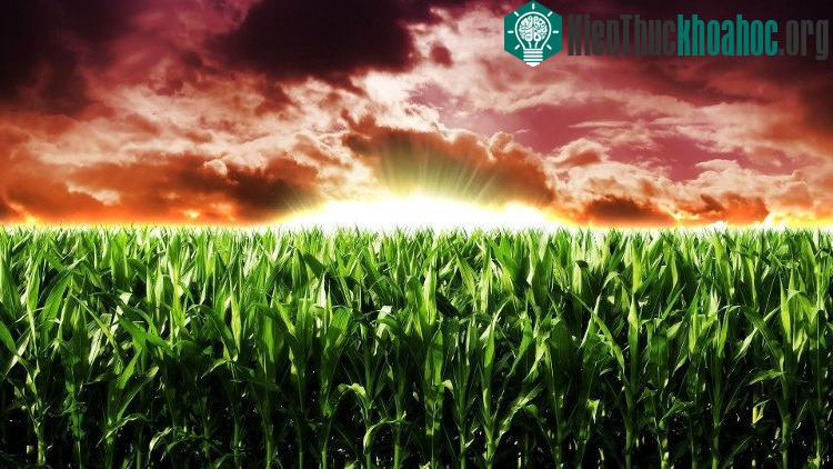 Nhiều người phản đối cây trồng biến đổi gene đã bày tỏ lo ngại về các ảnh hưởng của chúng.