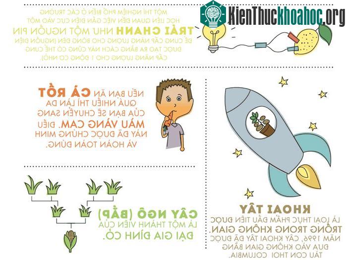 Khoai tây là loại thực phẩm đầu tiên trồng trong vũ trụ.