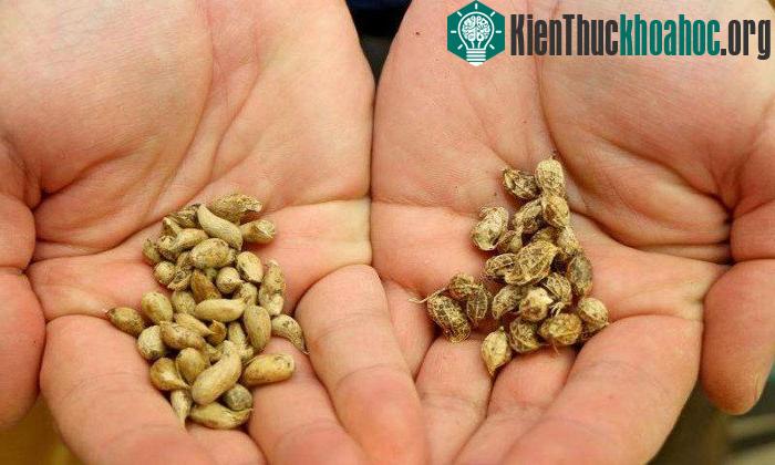Giống lạc Arachis ipaensis ( bên trái) - Arachis duranensis (bên phải).