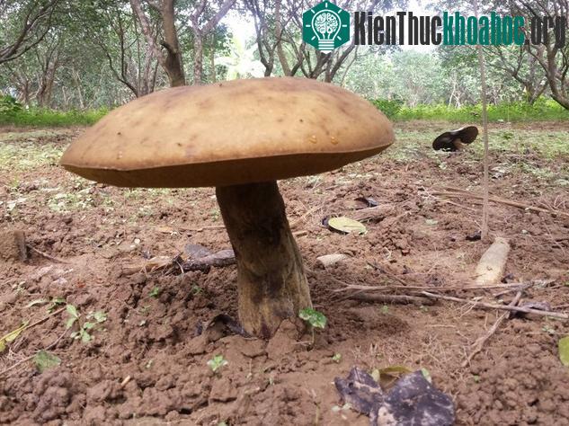 Theo như ông Mau thì loại nấm lạ này trước đây 3 năm cũng đã từng mọc lên như vậy trong khu vườn nhà ông.