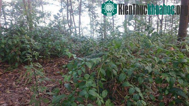 Lá ngón chịu mát nên mọc khắp nơi dưới các tán cây.