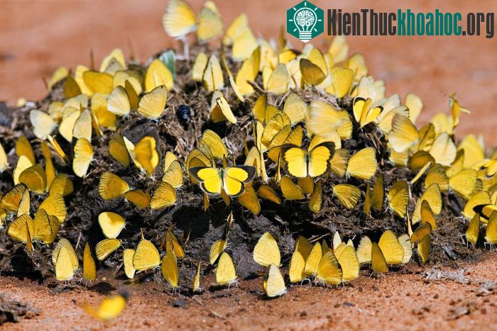 Một đàn bướm vây quanh một đống phân voi ở Kenya.
