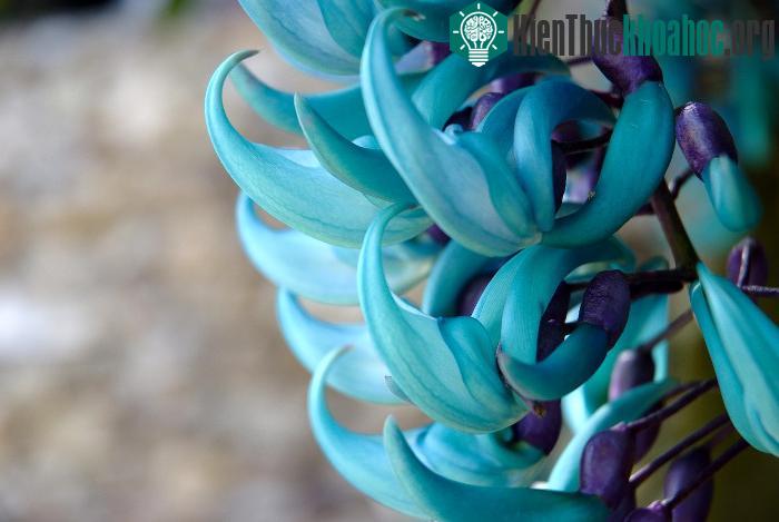 Hoa Jade Vine được tìm thấy trong các khu rừng ở Philippines.