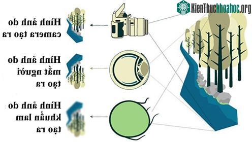 Những vi khuẩn này hoàn toàn có đầy đủ những tính chất của một vật thể quang học.