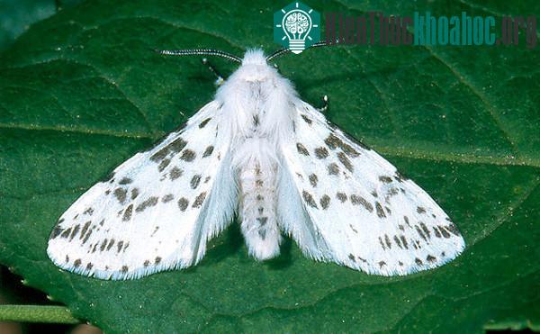 Bướm hổ thuộc gia đình Arctiidae.