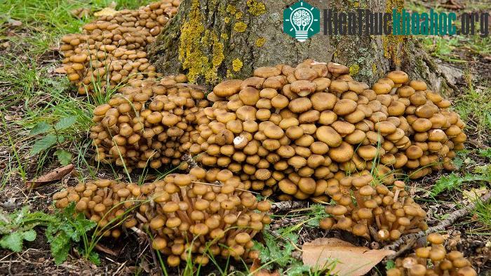 Các thân cây bị "bám càng" như thế này thường sẽ phải chết...