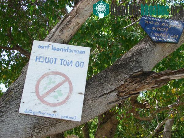 Loài cây độc nhất thế giới