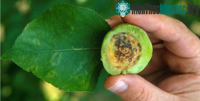 Mơ bị nhiễm virus Plum pox.