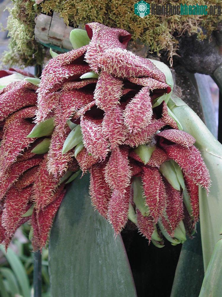 Cây bulbophyllum phalaenopsis thuộc chi lớn nhất của phong lan Bulbophyllum. Hoa của nó có màu đỏ hồng và tỏa mùi ghê sợ giống như cây Dracunculus.