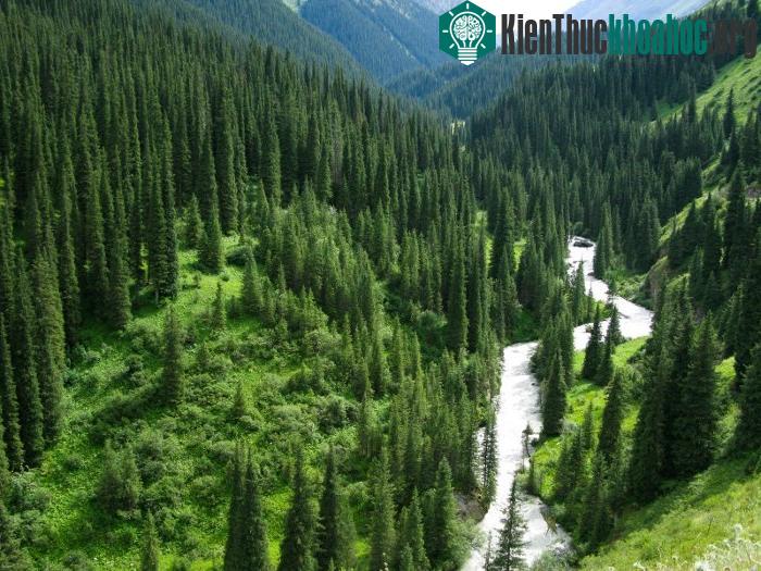 Còn cây thông cao nhất thế giới còn sống được phát hiện tại dãy núi Sierra Nevada thuộc bang California, Mỹ.