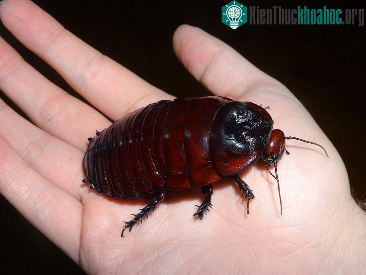 Những “kẻ khổng lồ” trong thế giới côn trùng ảnh 11