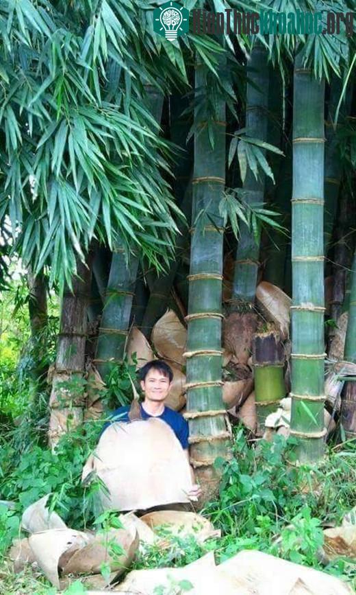 Khách du lịch chụp ảnh bên khóm tre.