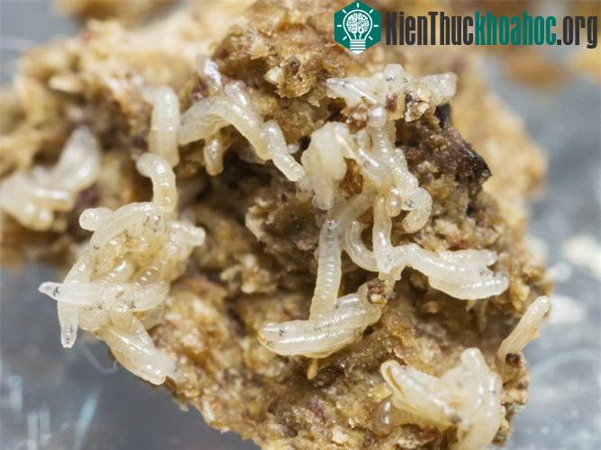 Cuối cùng, loài ruồi thực sự có thể lây truyền những quả trứng giun, sán sang thức ăn của bạn. (Nguồn Allday).