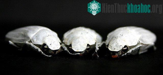 Bọ cánh cứng ma Cyphochilus